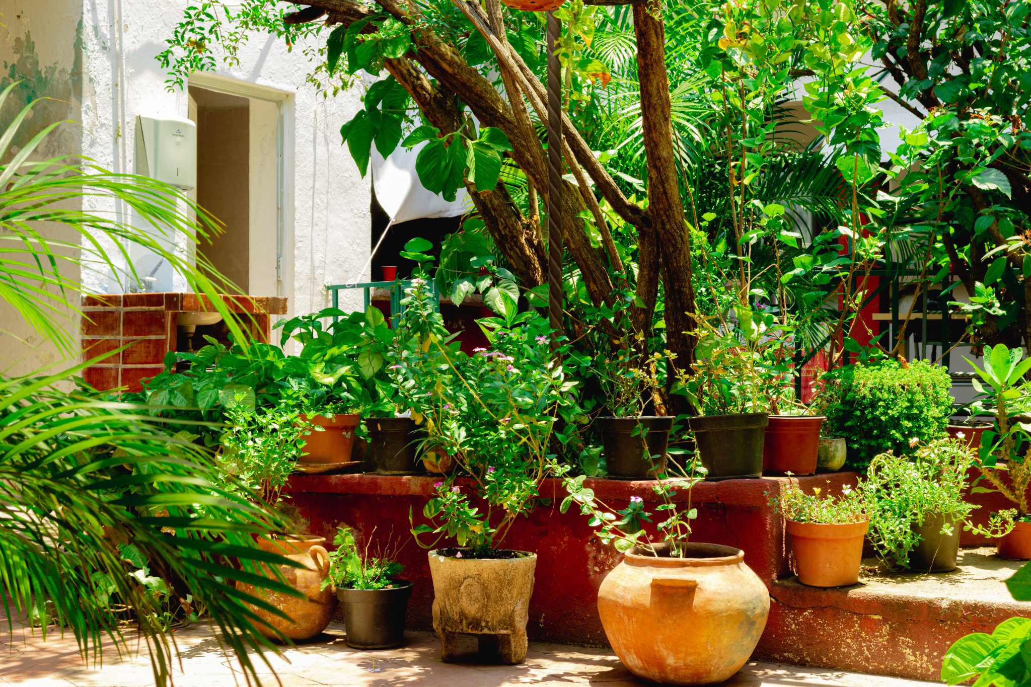 Garden tools and Plants